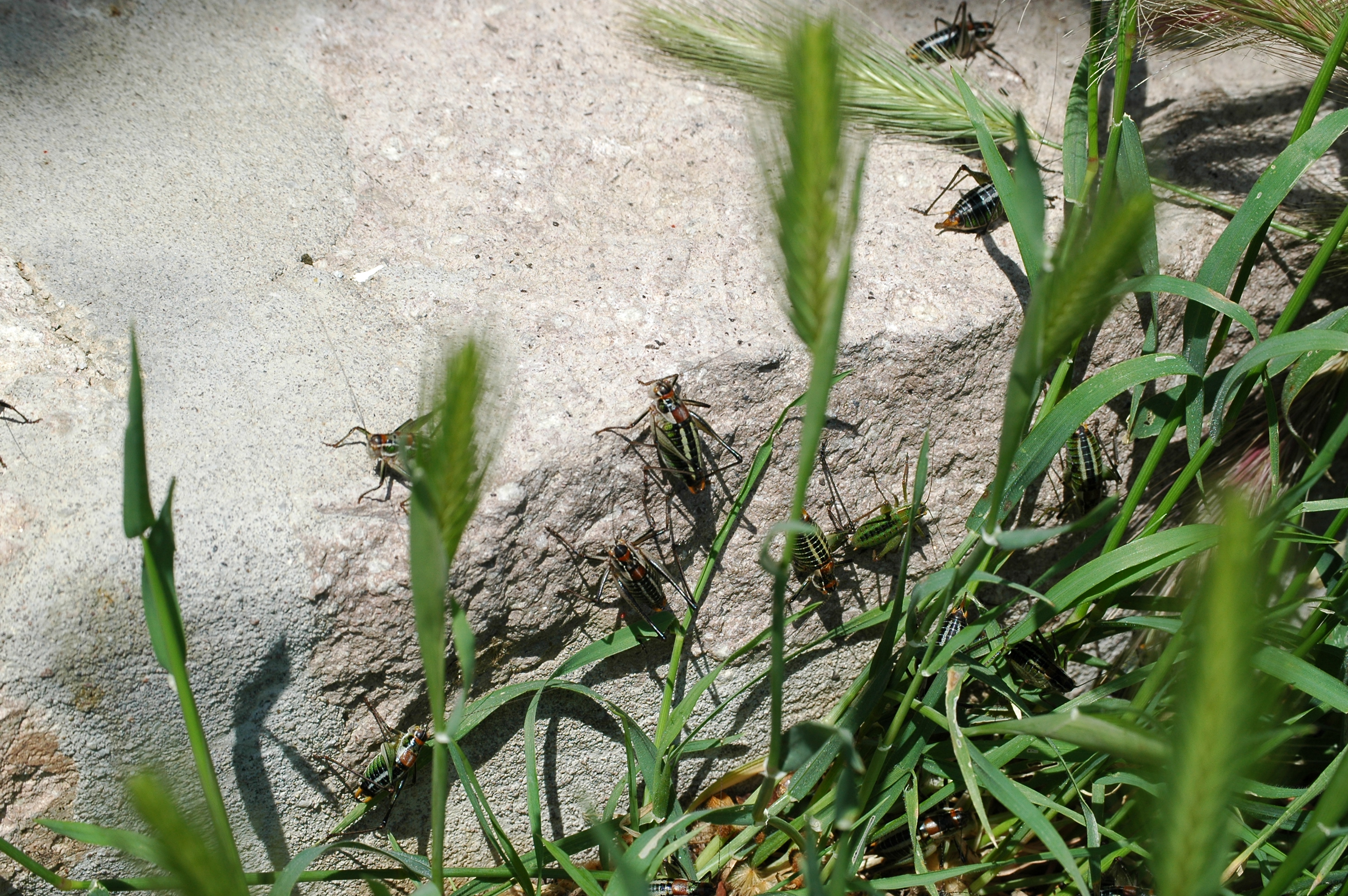 photos/wildlife/Invertebrate_Species/Lesvos_2006/Lesvos 2006 0313.JPG